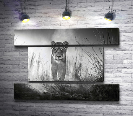 Одинокая львица, фото в черно-белой гамме