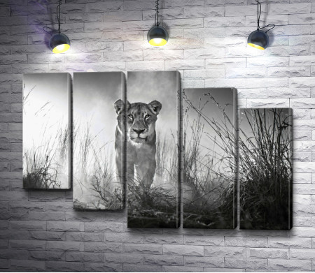 Одинокая львица, фото в черно-белой гамме