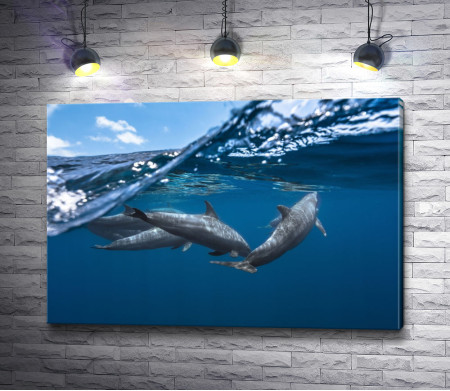 Дельфины у кромки воды