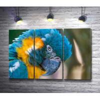 Сине-жёлтый попугай ара