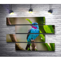 Голубая птица Котинга