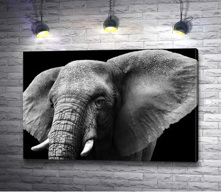 Фото слона в черно-белой гамме