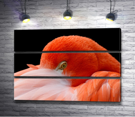 Оранжевый фламинго