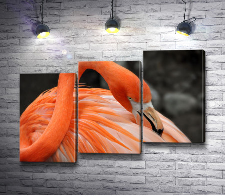 Изящный оранжевый фламинго