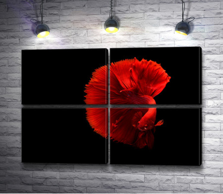 Красная рыбка на черном фоне