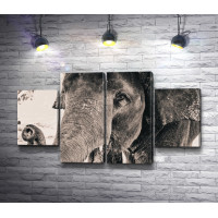 Грустный слон, фото в черно-белой гамме