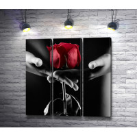 Оголенная девушка держит розу, черно-белое фото 