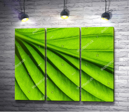 Макросъемка зеленого листка 