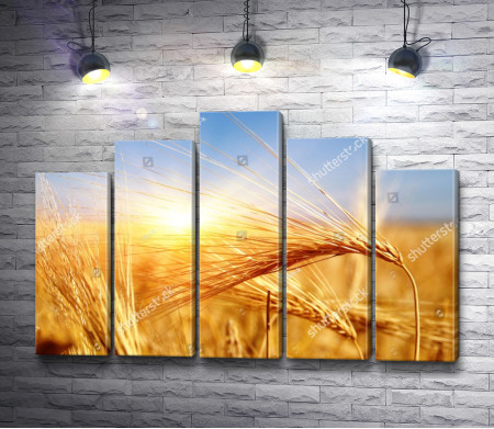 Пшеничные колосья во время рассвета 