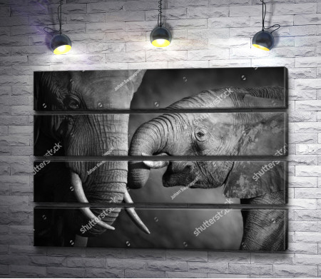 Проявление любви между слоном и слоненком, черно-белое фото 