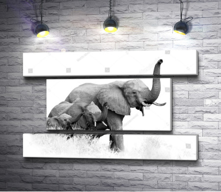 Слон и слонята на прогулке, черно-белое фото 