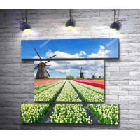 Голландские тюльпановые поля с мельницами 