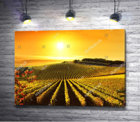 Виноградники Тосканы во время заката 
