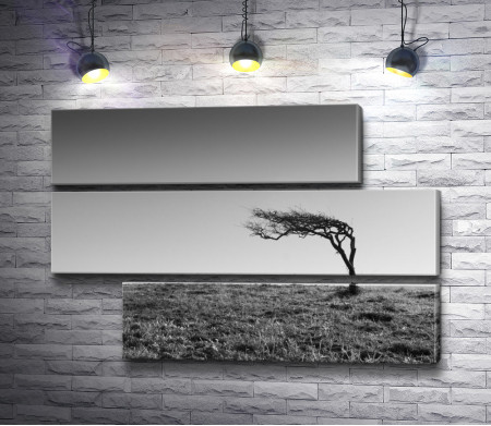 Одинокое дерево в пустыне, черно-белое фото 