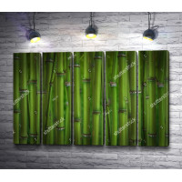 Бамбуковый лес 