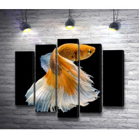 Оранжевая рыба с пышным хвостом 