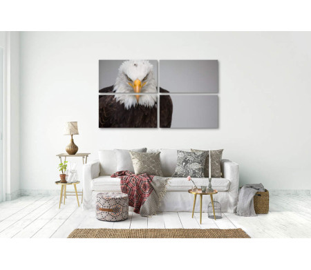 Гордый хищник - белоголовый орлан