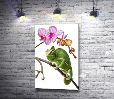 Хамелеон и розовая орхидея