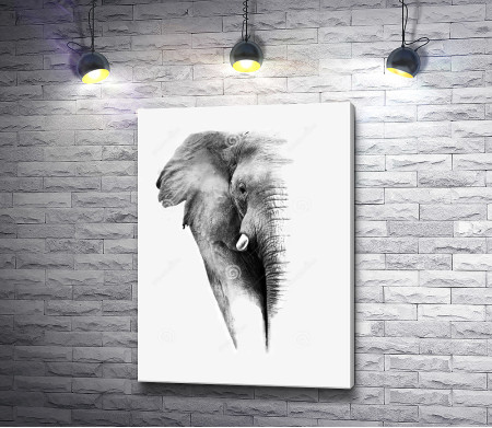 Половина слона, черно-белое фото