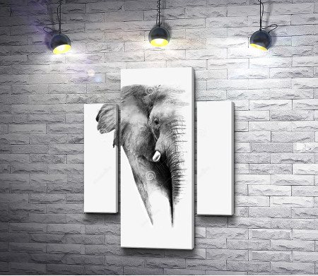 Половина слона, черно-белое фото