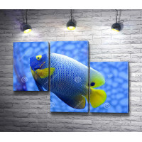 Тропическая рыба синего цвета