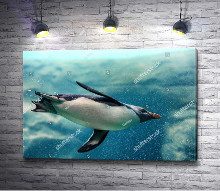 Пингвин под водой 