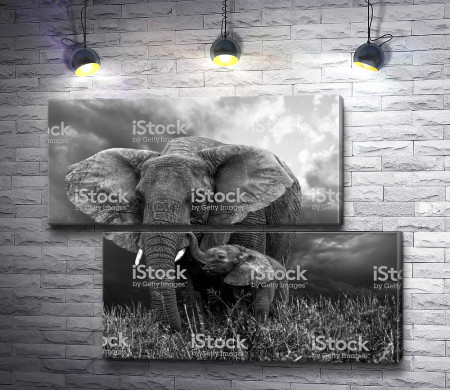 Слоны в черно-белой гамме