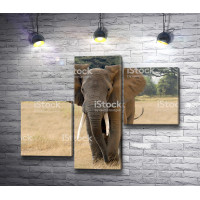 Слон на прогулке в Сафари