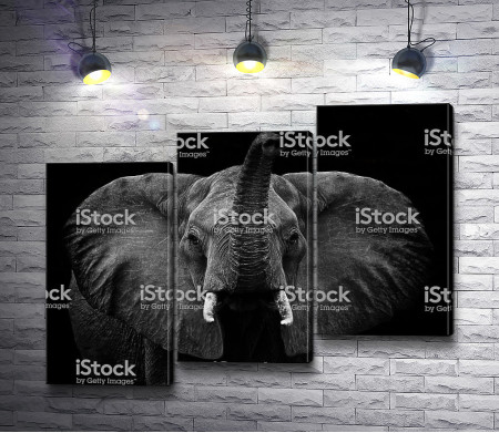Голова слона в черно-белой гамме