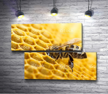 Пчела и соты