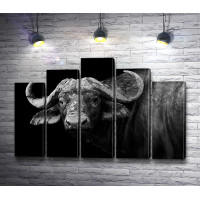 Свирепый взгляд буйвола, черно-белое фото
