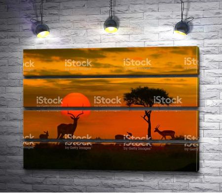 Антилопы во время заката