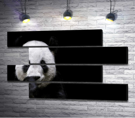 Морда панды на черном фоне