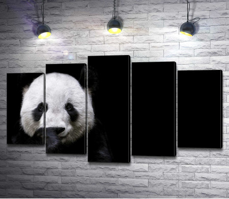 Морда панды на черном фоне