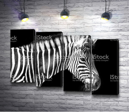 Профиль зебры
