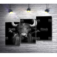 Африканский буйвол, черно-белое фото