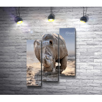 Носорог на прогулке