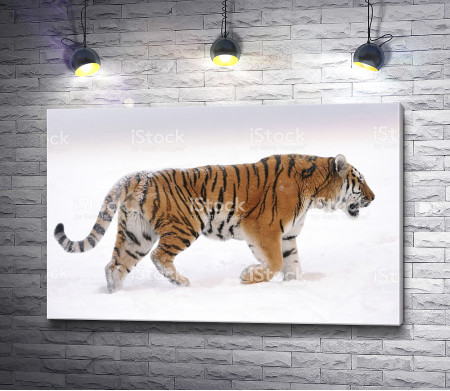 Тигр гуляет по снегу