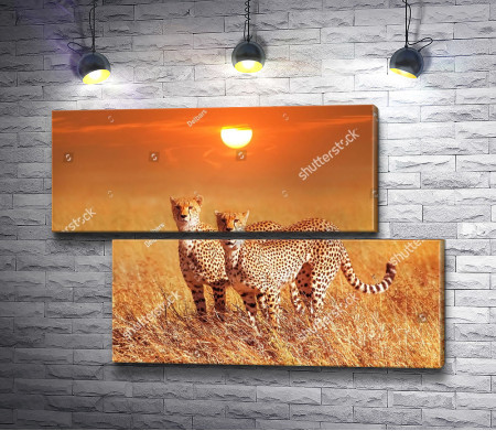 Гепарды в Национальном парке, Африка