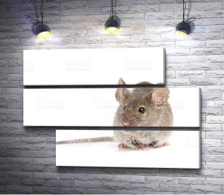 Мышь на белом фоне