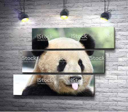 Панда высунула язык