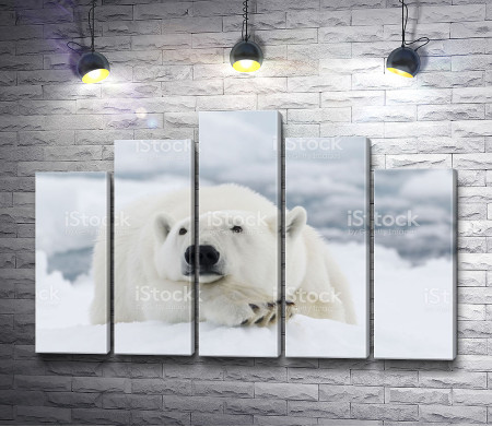 Белый медведь в Арктике