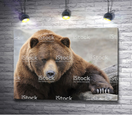 Бурый медведь на отдыхе