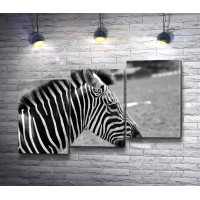 Профиль зебры в черно-белой гамме