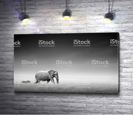 Слон и зебра в Африке, черно-белое фото