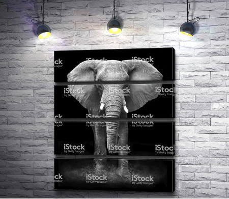 Грустный слон в черно-белой гамме 