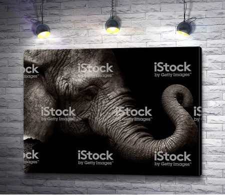 Морщинистый хобот слона 