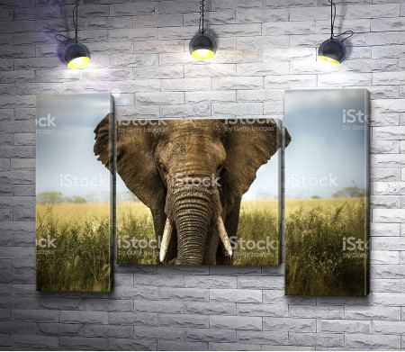 Слон в Сафари 