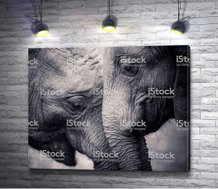Нежность между большими слонами 