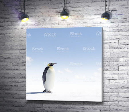 Одинокий пингвин на снежном просторе 